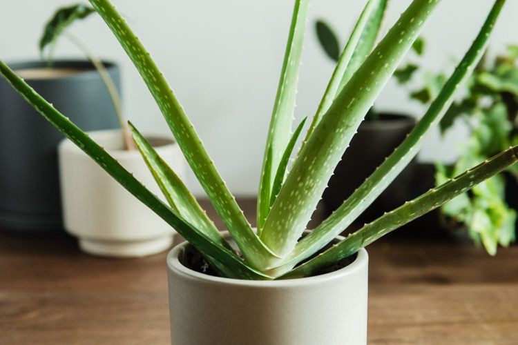 Aloe vera plant in a pot