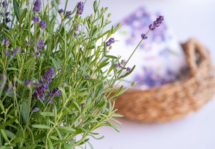 Lavender plant growing indoors