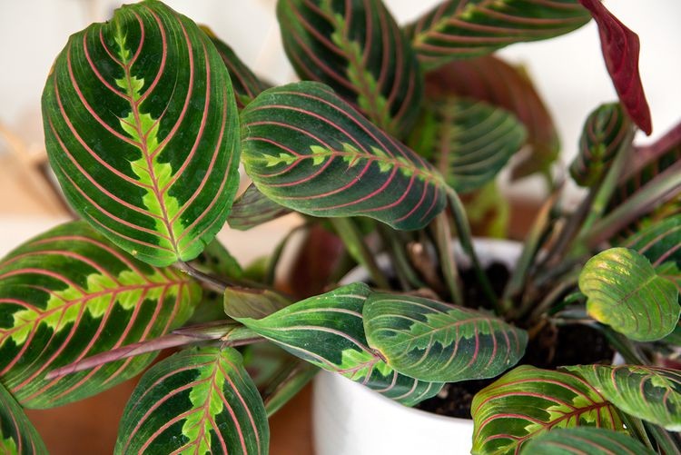 Prayer plant with red-veined patterned leaves