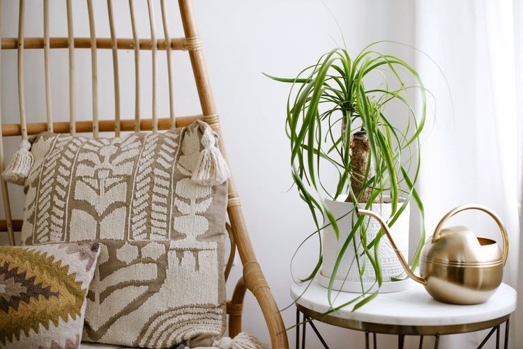 Ponytail palm on an end table