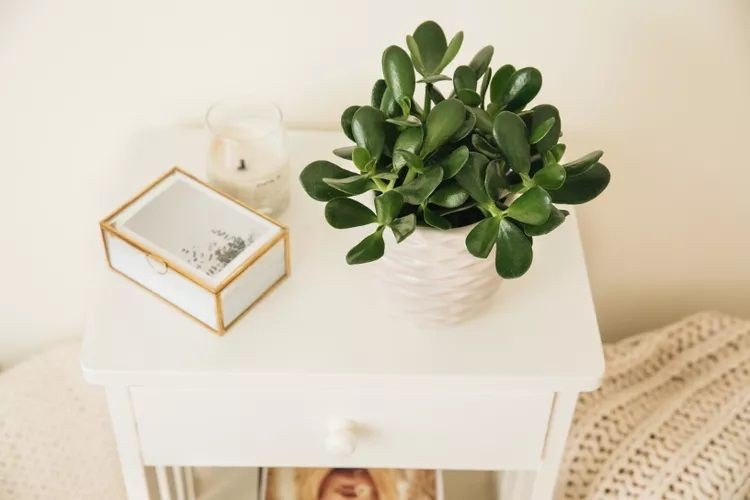 Jade plant on a white bedside table