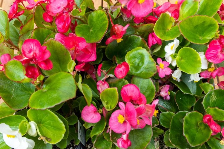 Pink and white begonias in bloom
